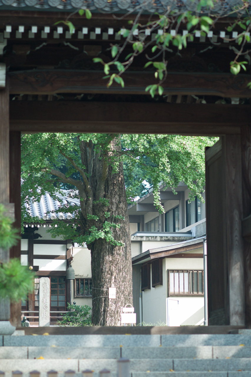 常園寺の銀杏